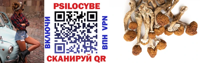 хочу   Каменногорск  Галлюциногенные грибы Psilocybine cubensis 